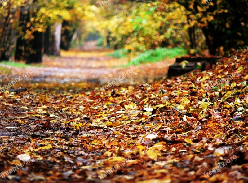 Autumn Fallen Foliage The Road In The Forest Foliage Autumn Foliage