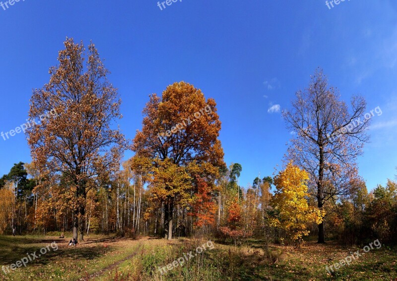 Autumn Forest Glade Glade Trees Free Photos