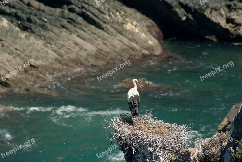 Portugal Stork Nest Cliff Bird