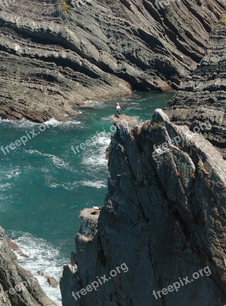 Portugal Stork Nests Cliff Bird