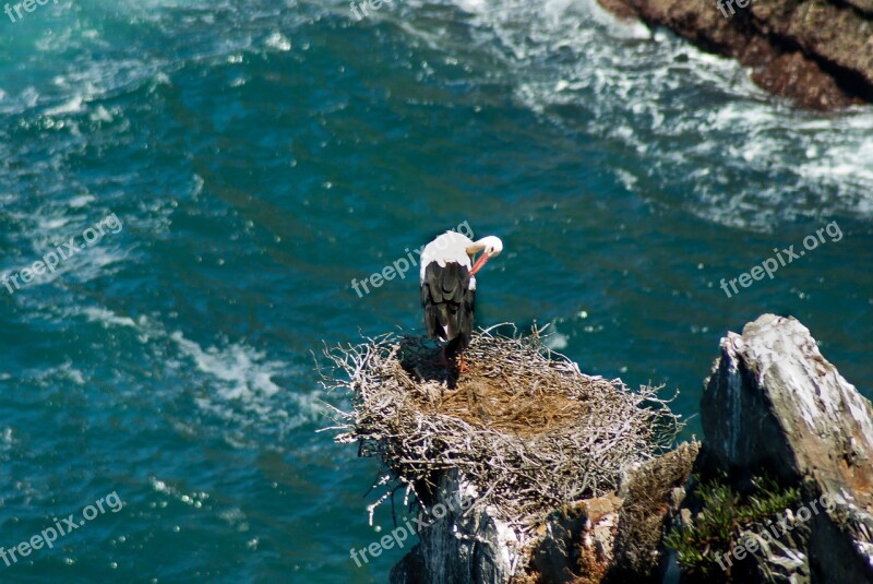 Portugal Stork Nest Cliff Bird