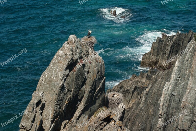 Portugal Stork Nest Cliff Bird