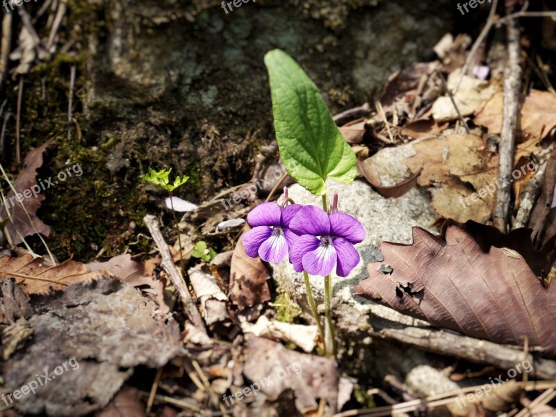 Violet Flowers Mountain Nature Forest