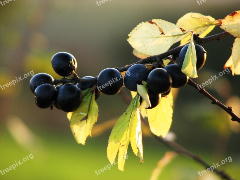 Sloes Berries Fruits Blue Blackthorn