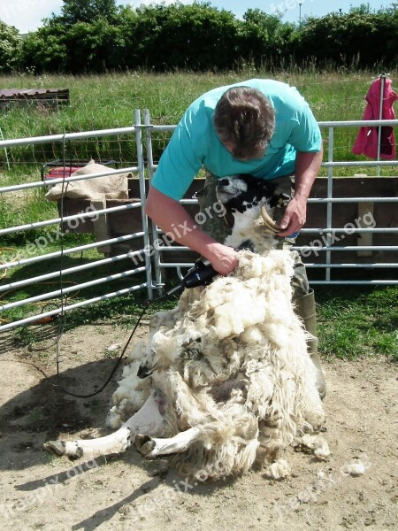 Shearing Sheep Wool Sheep's Wool Shearing Sheep