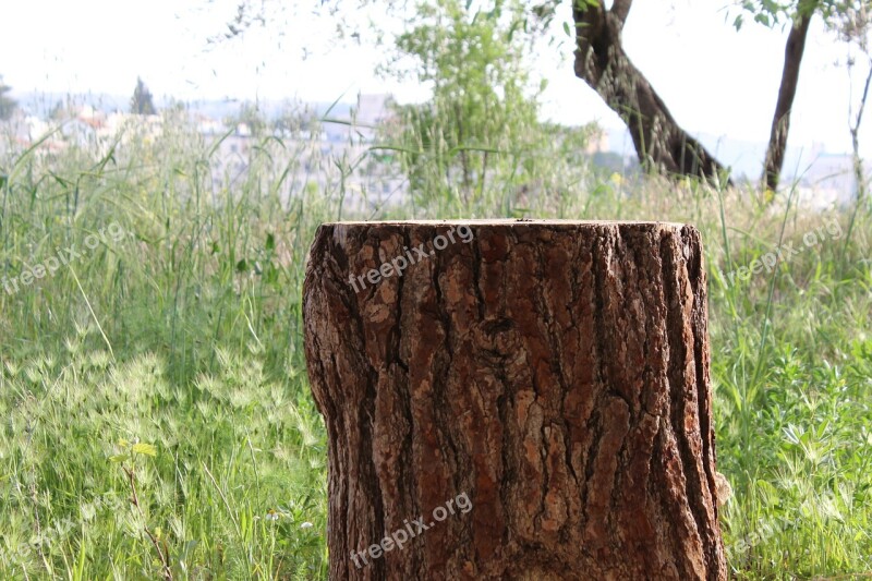 Stump Tree Trunk Emek Hazvaim The Deers Valley Givat Mordechai