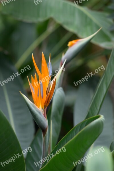 Strelitzia Botanical Garden Bird Of Paradise Flower Nature Living Nature