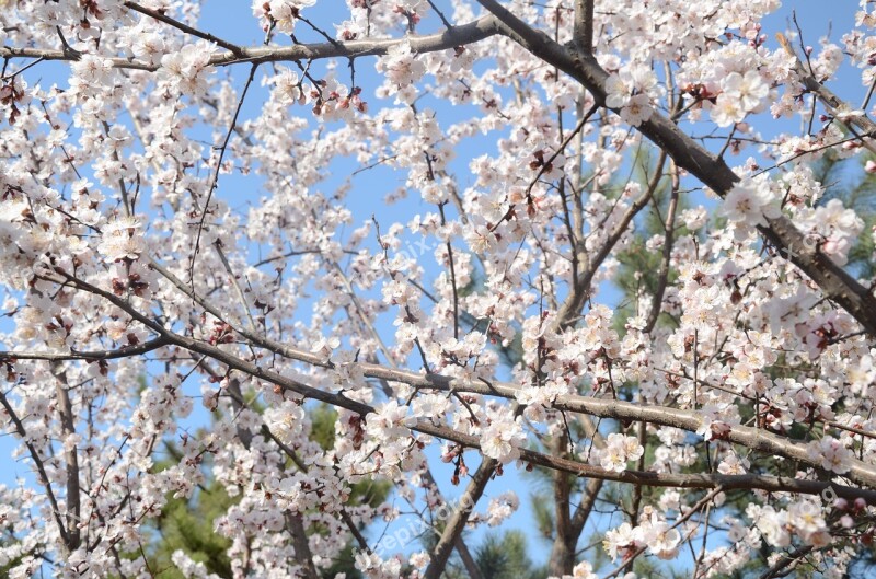 Pear Botanical Garden Spring Plant Flowers