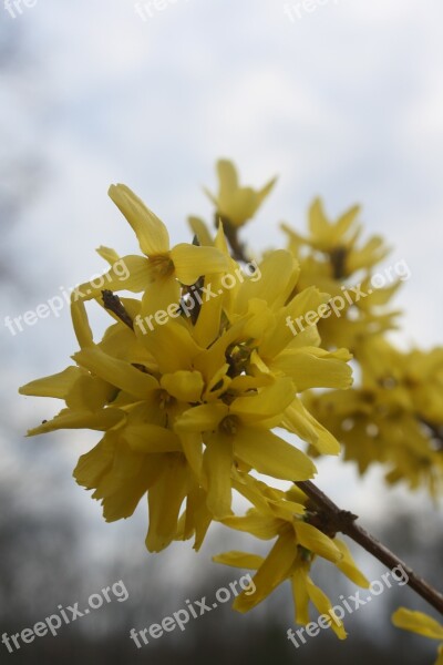 Flower Yellow Forsythia Yellow Flowers Spring