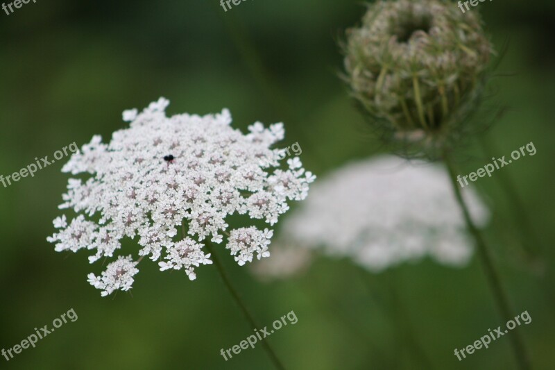 Queen Ann's Lace White Close Up Print Lace