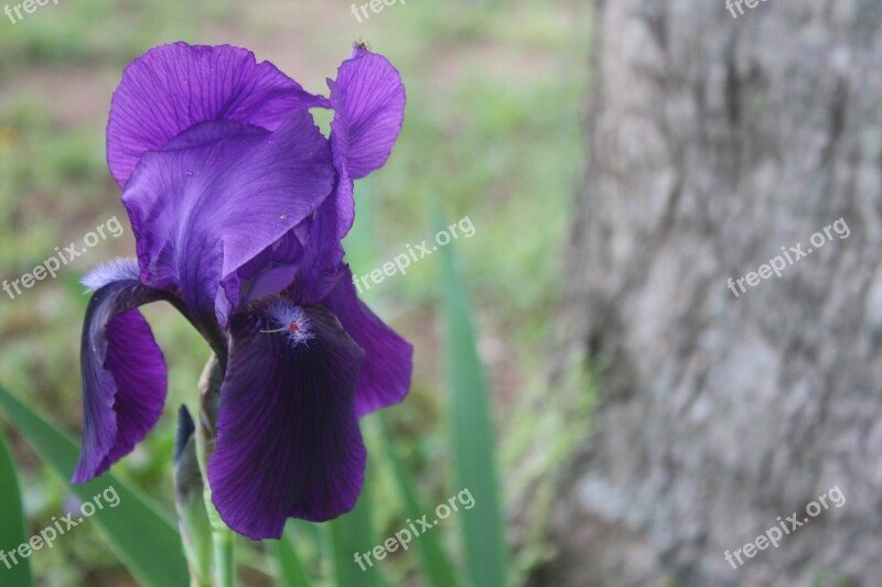 Iris Purple Perennial Bloom Spring