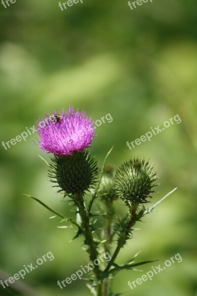 Thistle Purple Bee Color Butterfly