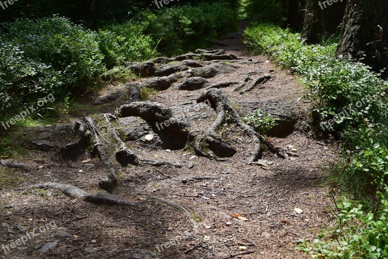 Forest Away Root Nature Forest Path