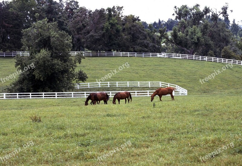 Horses Grazing Pasture Rural Landscape