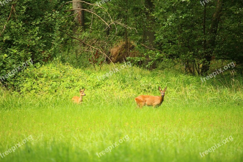 Roe Deer Wild Forest Edge Of The Woods Animal