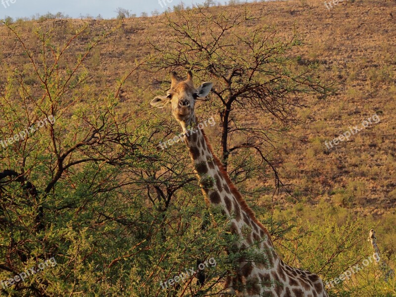 Giraffe Gauteng South Africa Pilanesberg Safari