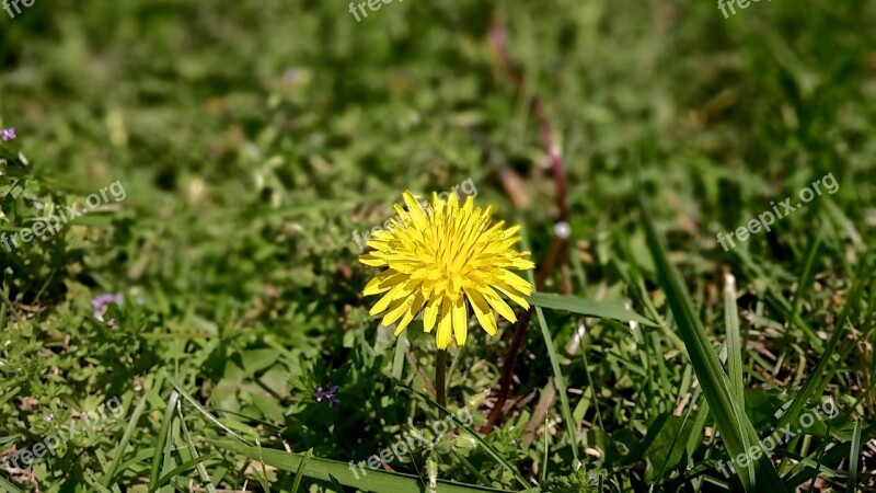 Dandelion Yellow Flower Grass Green