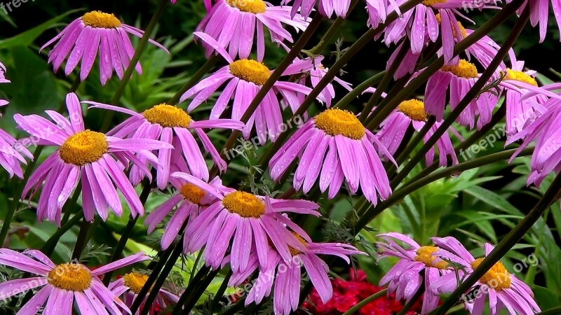 Chamomile Flowers Beautiful Flower Summer Flowers Garden Flowers