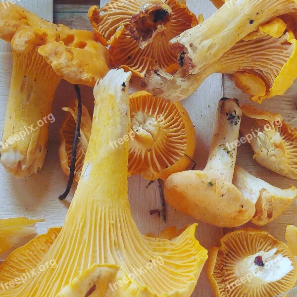 Chanterelle Mushrooms Orange Food Natural