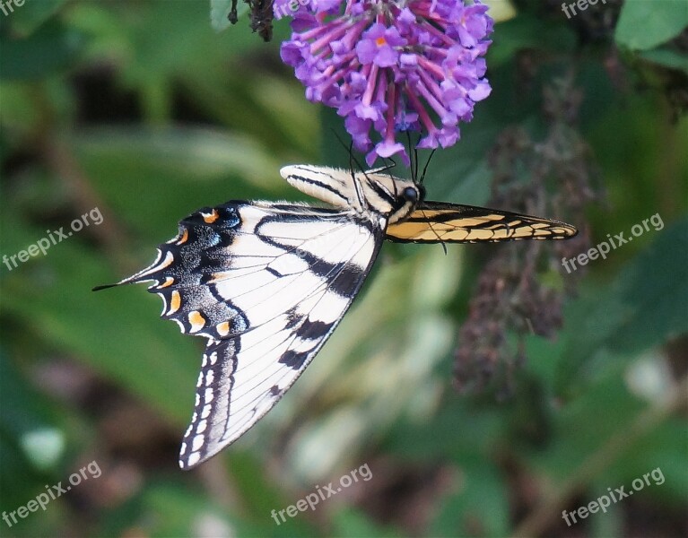 Tiger Swallowtail Upside-down Butterfly Bush Butterfly Insect