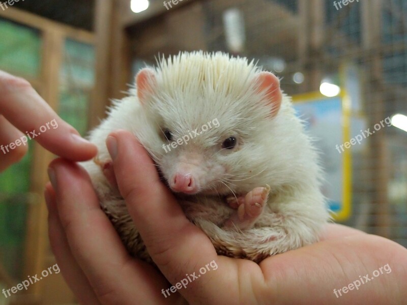 Zoo Petting Zoo Animals Mini Zoo Hedgehog