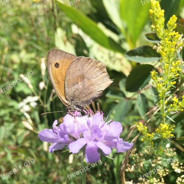 Butterfly Nature Flower Insect Forage