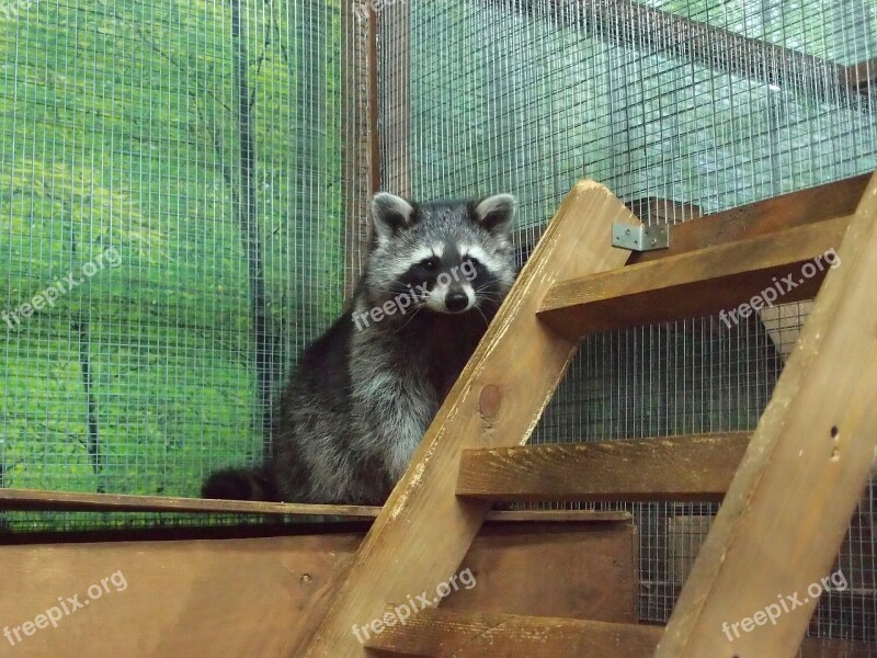 Zoo Petting Zoo Animals Mini Zoo Raccoon