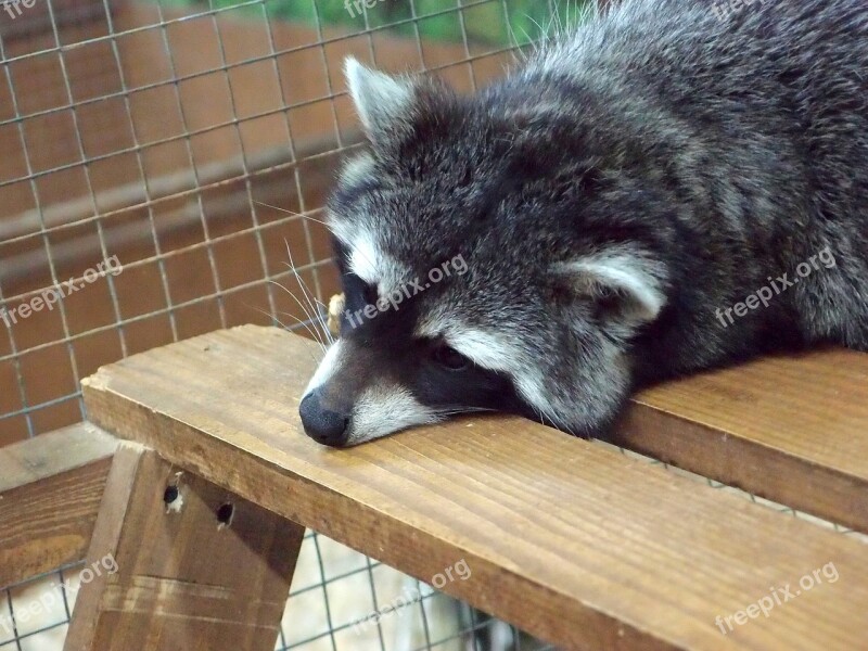 Zoo Petting Zoo Animals Mini Zoo Raccoon