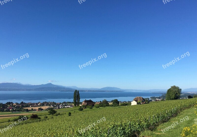 Vineyard Lake Switzerland Water Landscape