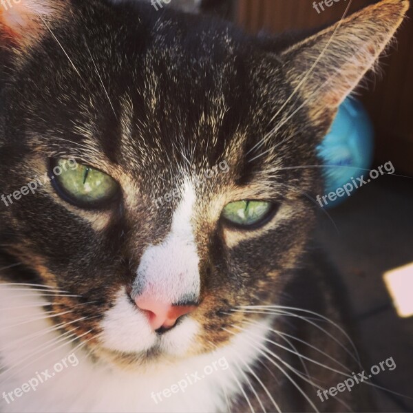 Cat Animal Sweet Cat's Eyes Free Photos