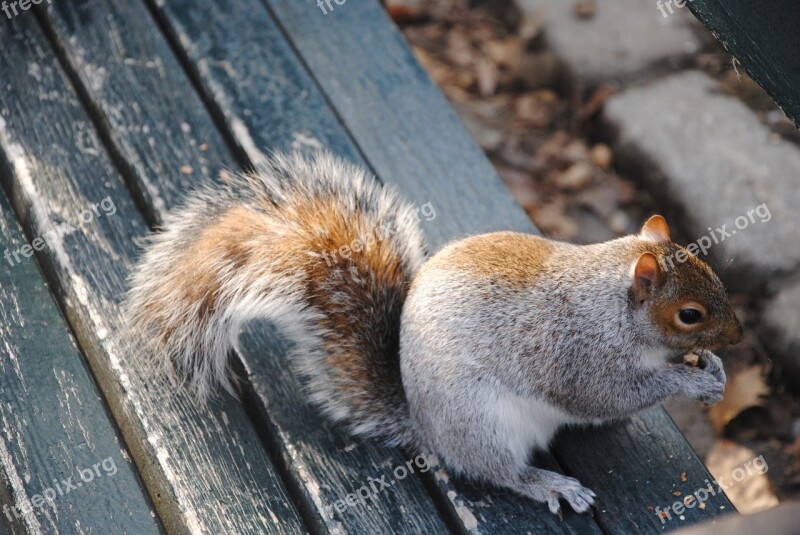 Squirrel Nature Central Park Nyc New York