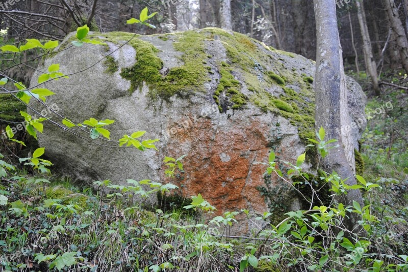 Stone Forest Nature Moss Green