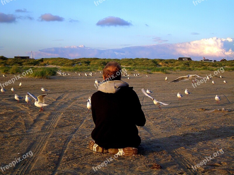 Beach Island Vacations Gulls Gulls Feed Nordsee