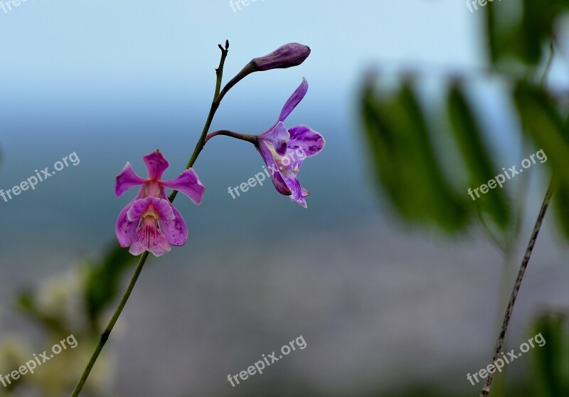 Plant Caatinga Flower Small Flower Free Photos