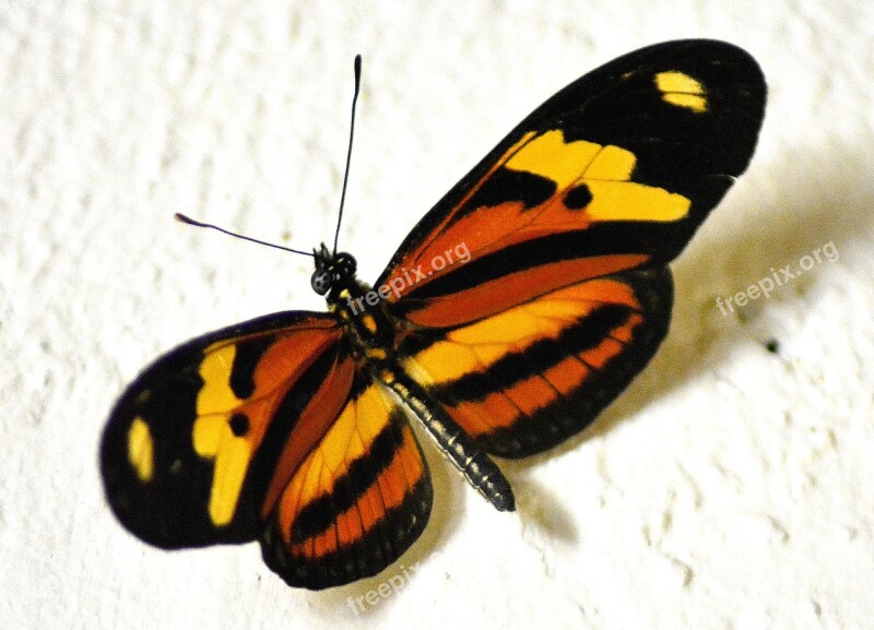 Butterfly Guinea Fowl Coloring Paint Drawing