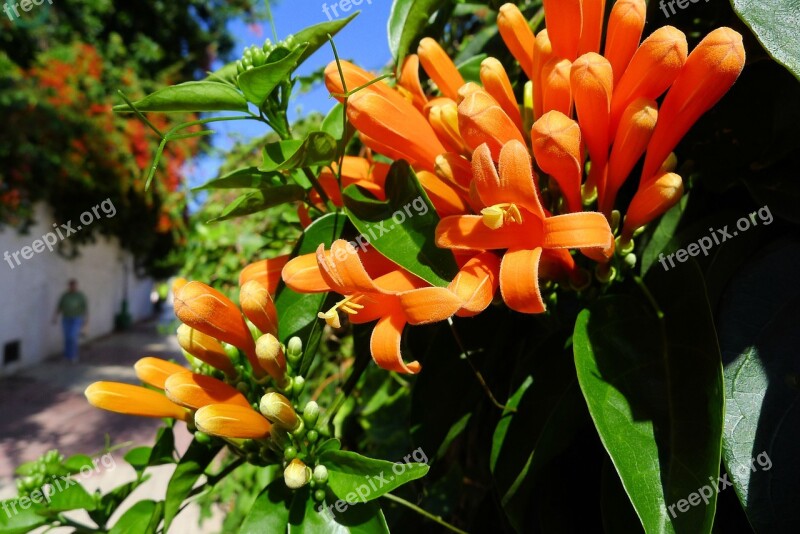 Orange Flower Tenerife Alley Free Photos