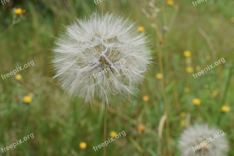 Dandelion Seeds Close Up Flying Seeds Nature