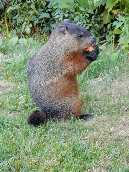 Rodent Ground Hog Wild Animal Groundhog