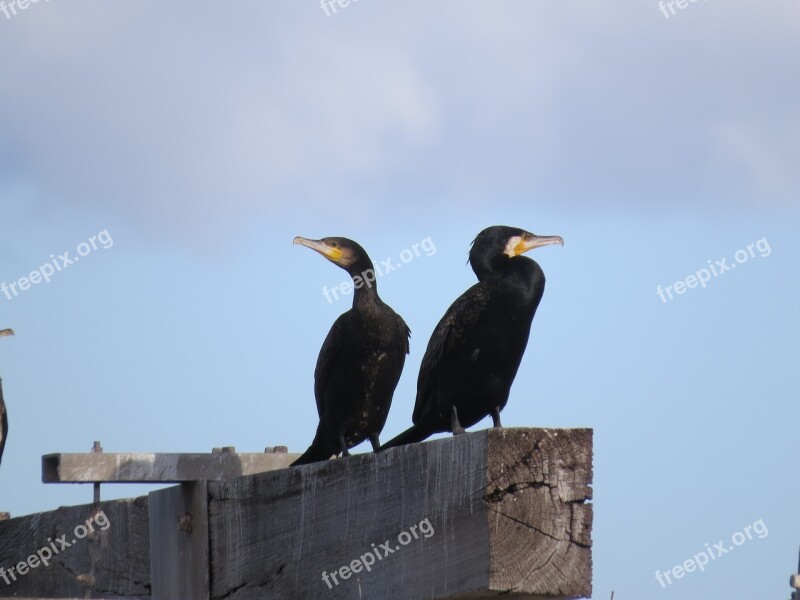 Great Cormorant Goolwa South Australia Water Bird Free Photos