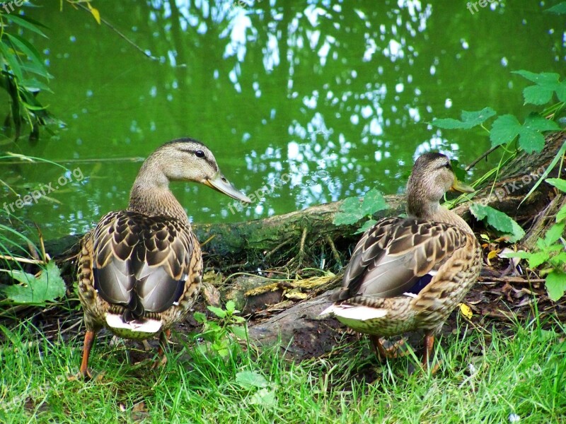 Mallards Waterfowl Nature Free Photos