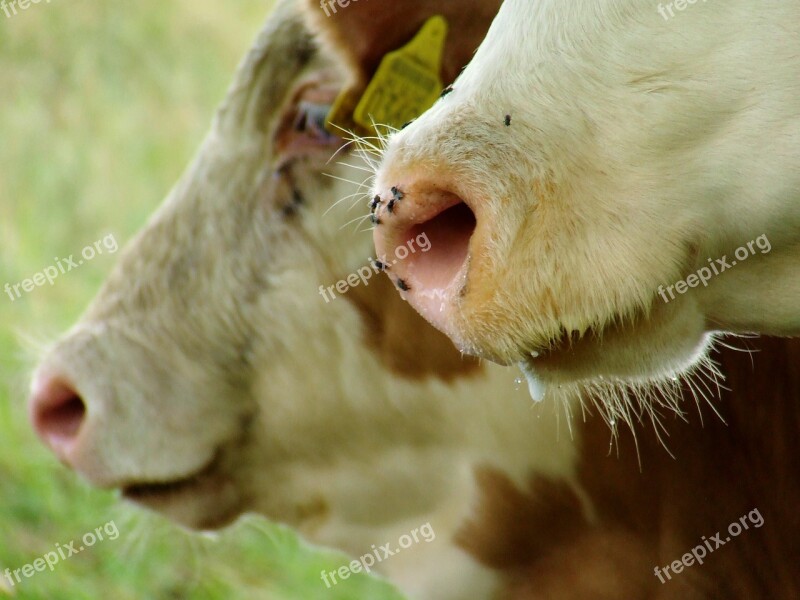 Cow Farm Agriculture Animal Cattle