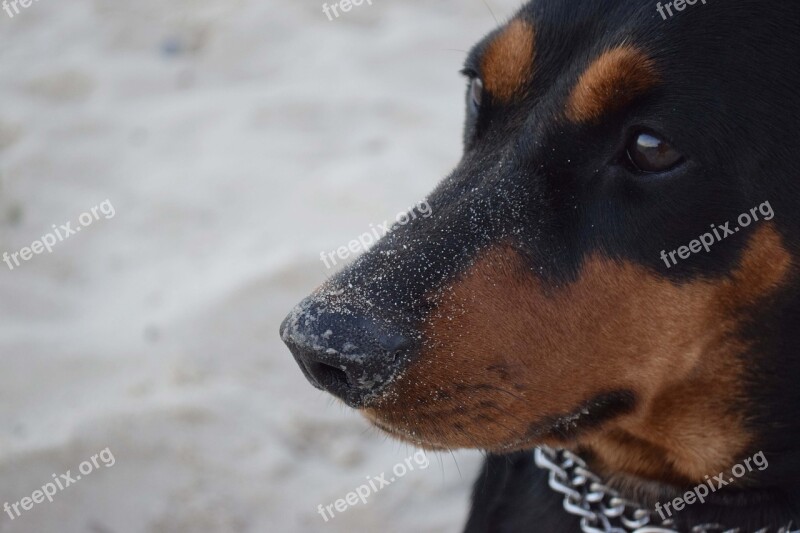 Dog German Pinscher Pinscher Snout Relatives Plan