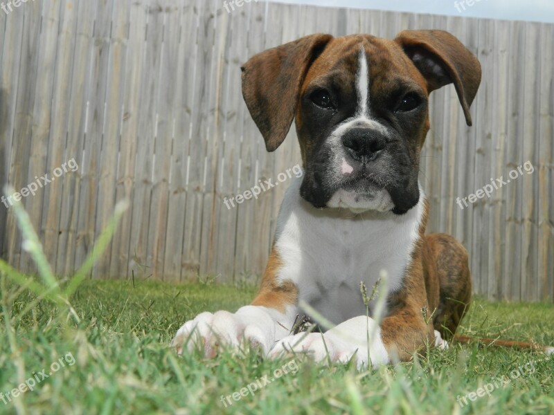 Puppy Boxer Dog Pet Animal