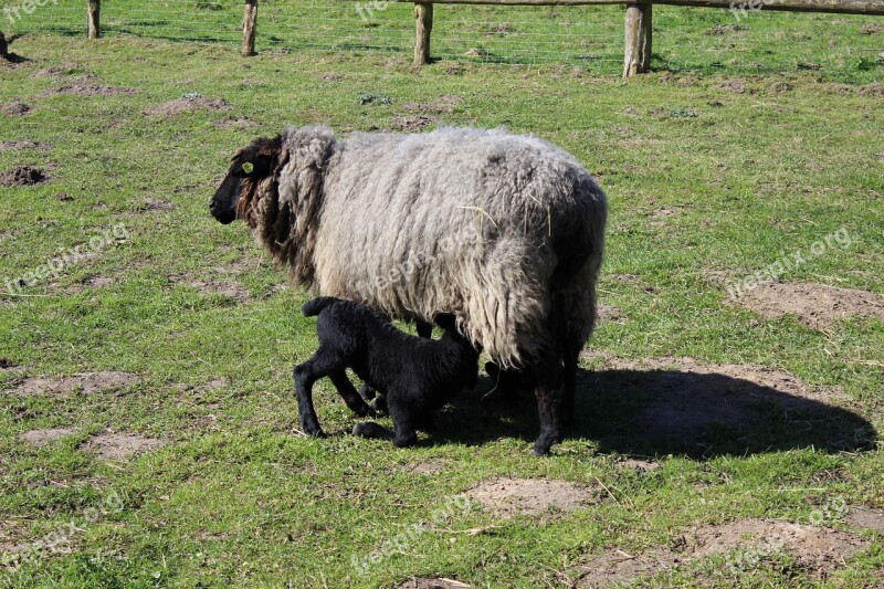 Animal Sheep Lamb Feed Milk