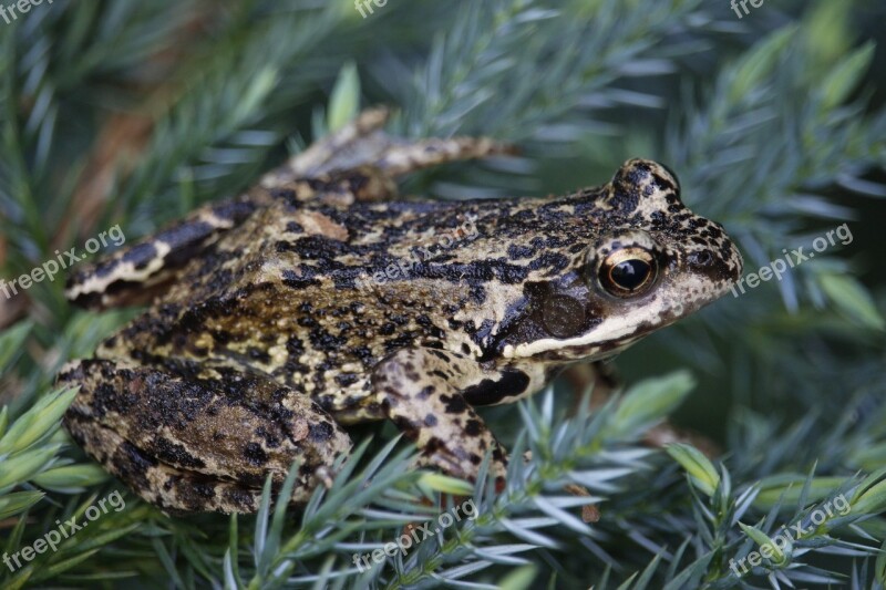 Frog Toad Amphibians Anuran Green