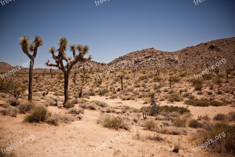 Usa Travel National Park Joshua Tree Tree