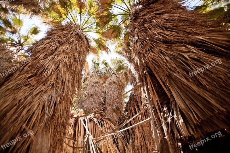 Usa Palm Trees 1000 Palms Nature Landscape