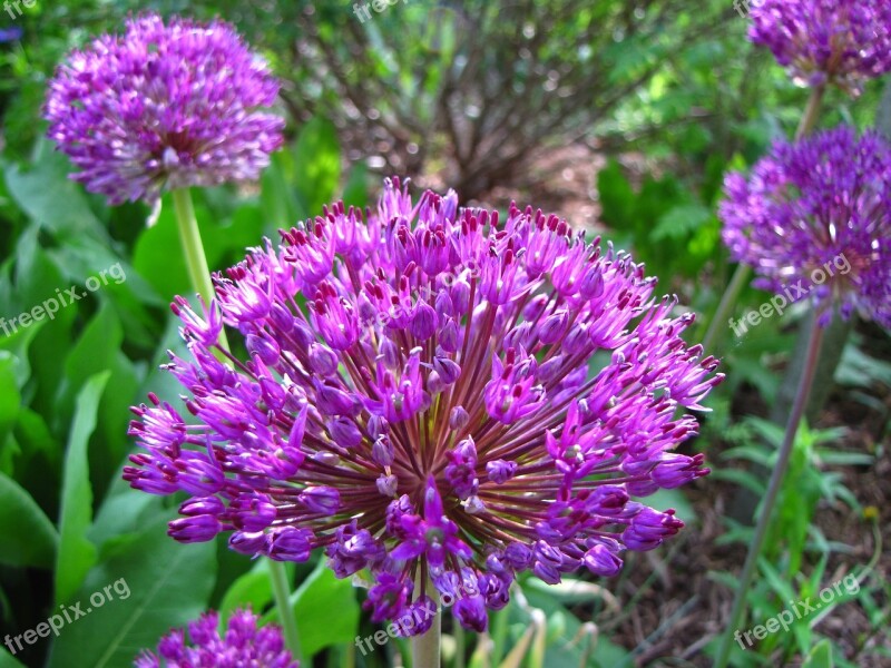 Allium Flower Blossom Blooming Summer