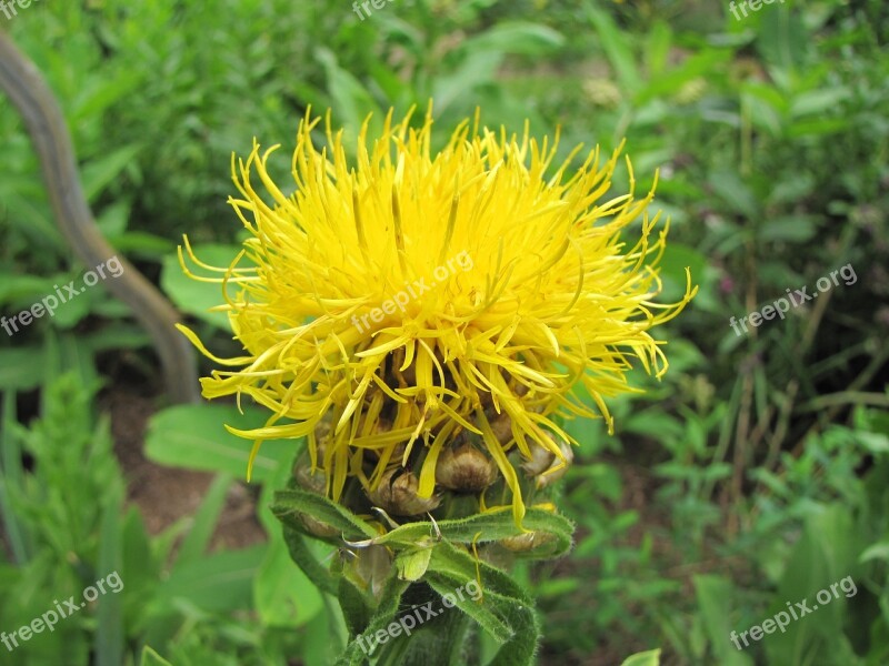 Knapweed Flower Yellow Blossom Blooming