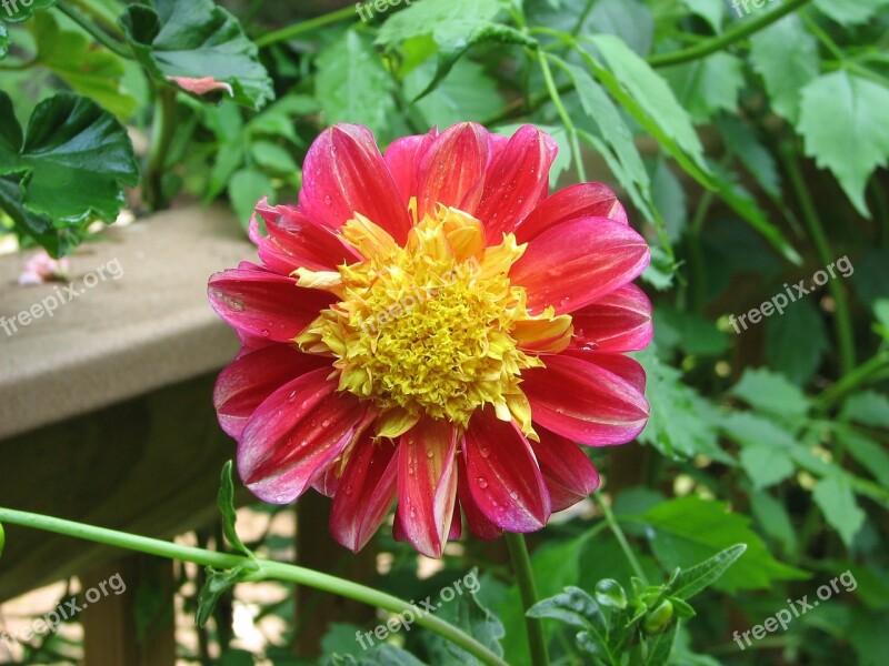 Dahlia Flower Blossom Blooming Petals